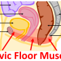 Pelvic Floor Dysfunction - Mayfair Wellness Clinic Gulshan
