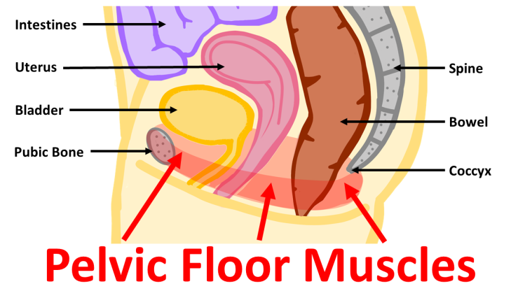 Pelvic Floor Dysfunction - Mayfair Wellness Clinic Gulshan